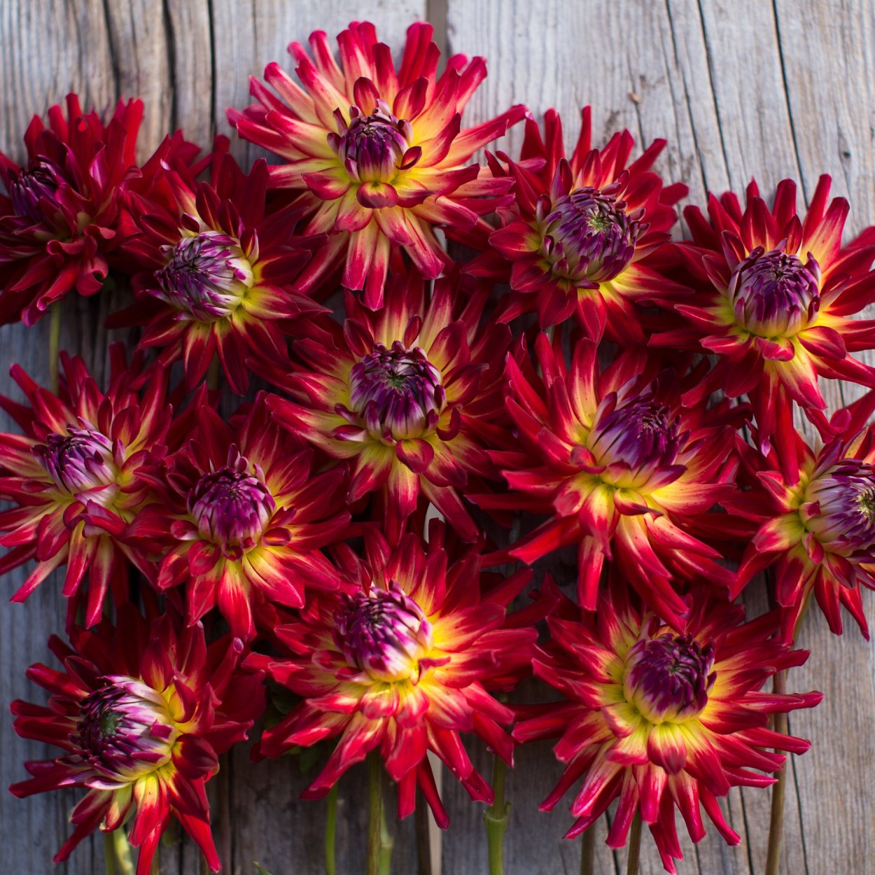 Лоскутное шитье Анастасии Ярнина