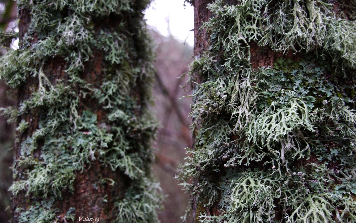 Мох на дереве