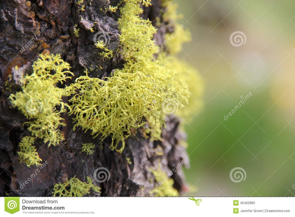 Зелёный мох на деревьях название