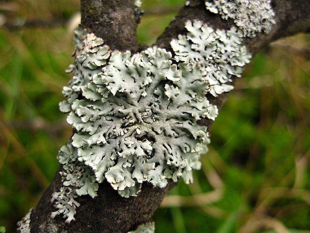 Мох лишайник лес ель пихта