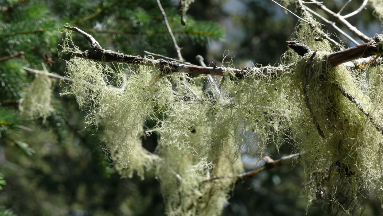 Национальный парк Олимпик США