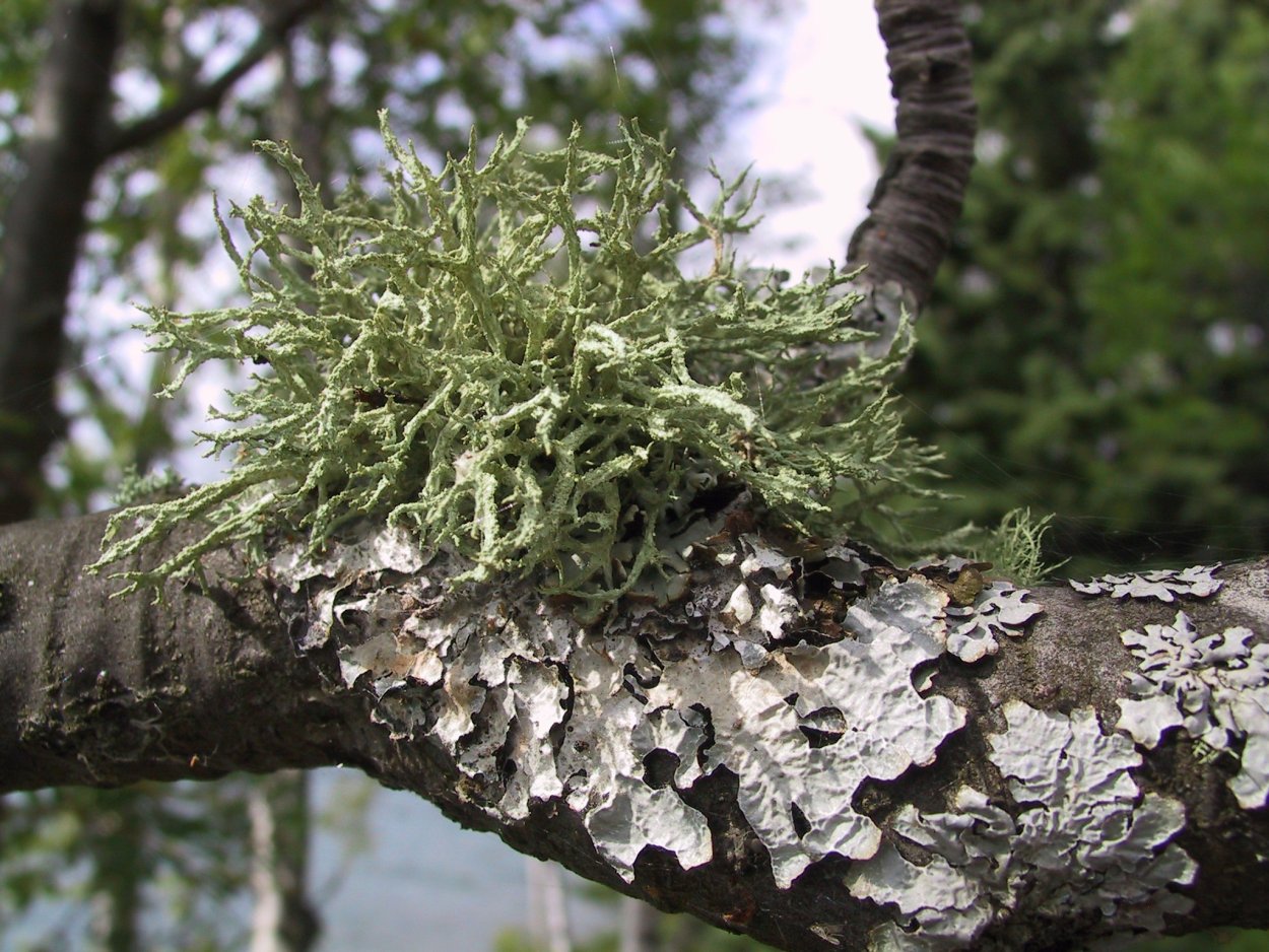 Usnea subfloridana