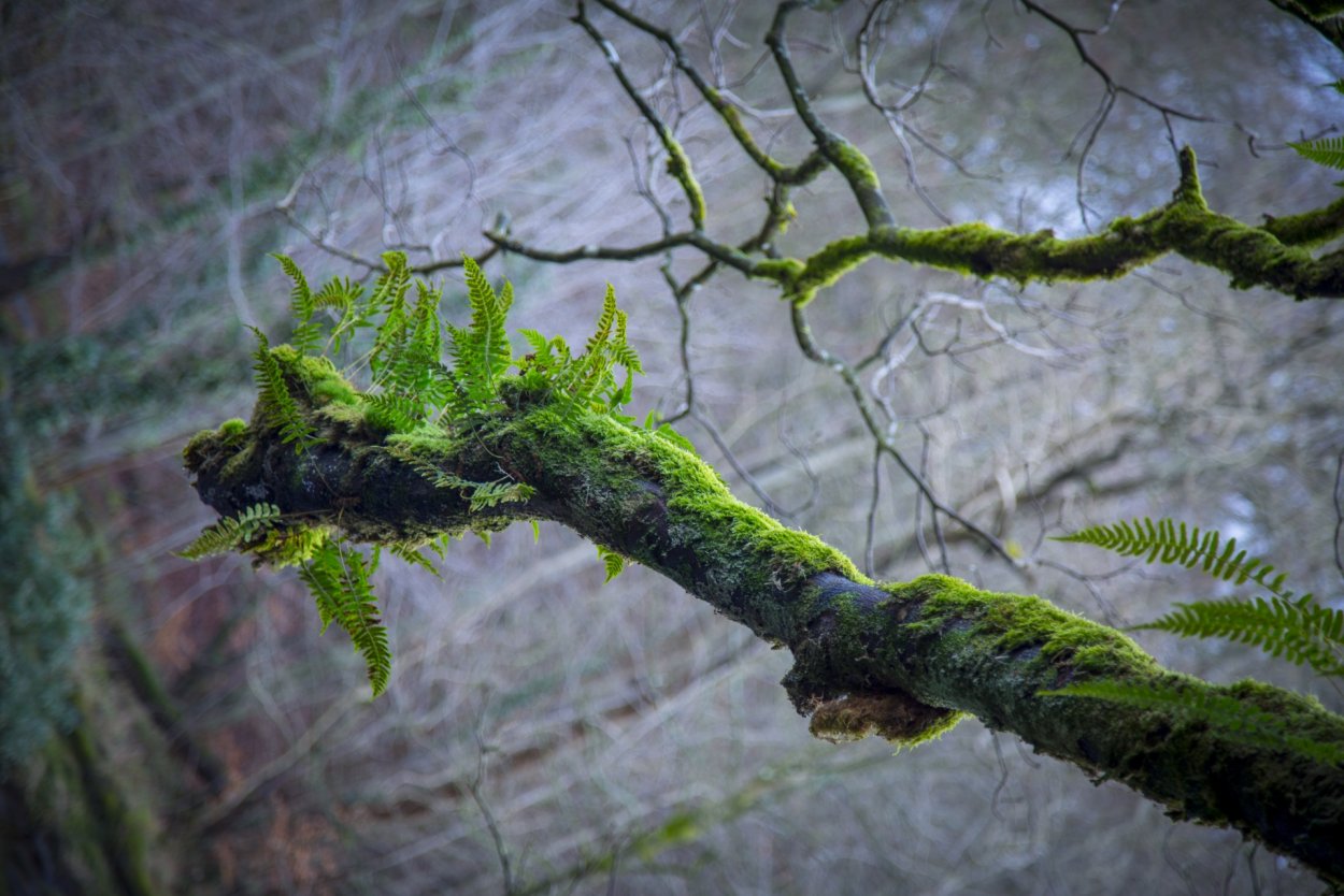 Кельтские широколиственные леса Ирландии