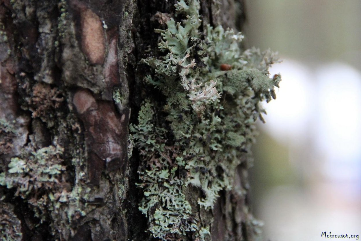 Флора Греции хвойный лес