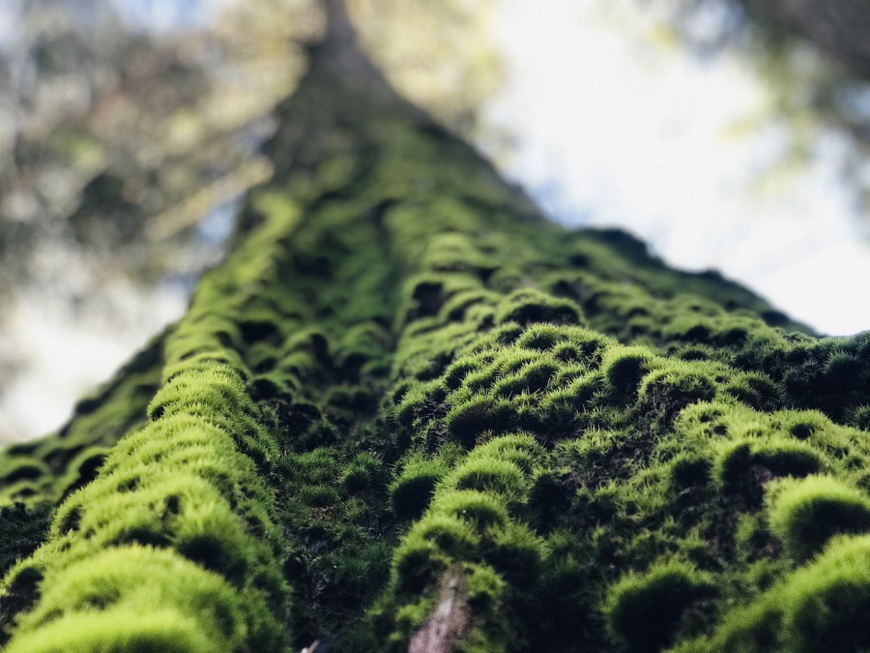 Исландский мох растет на деревьях