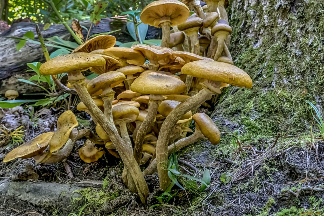 Древесные опята Камчатка