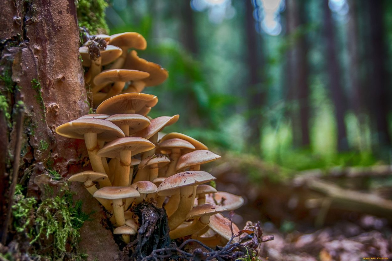 Опенок горчичный