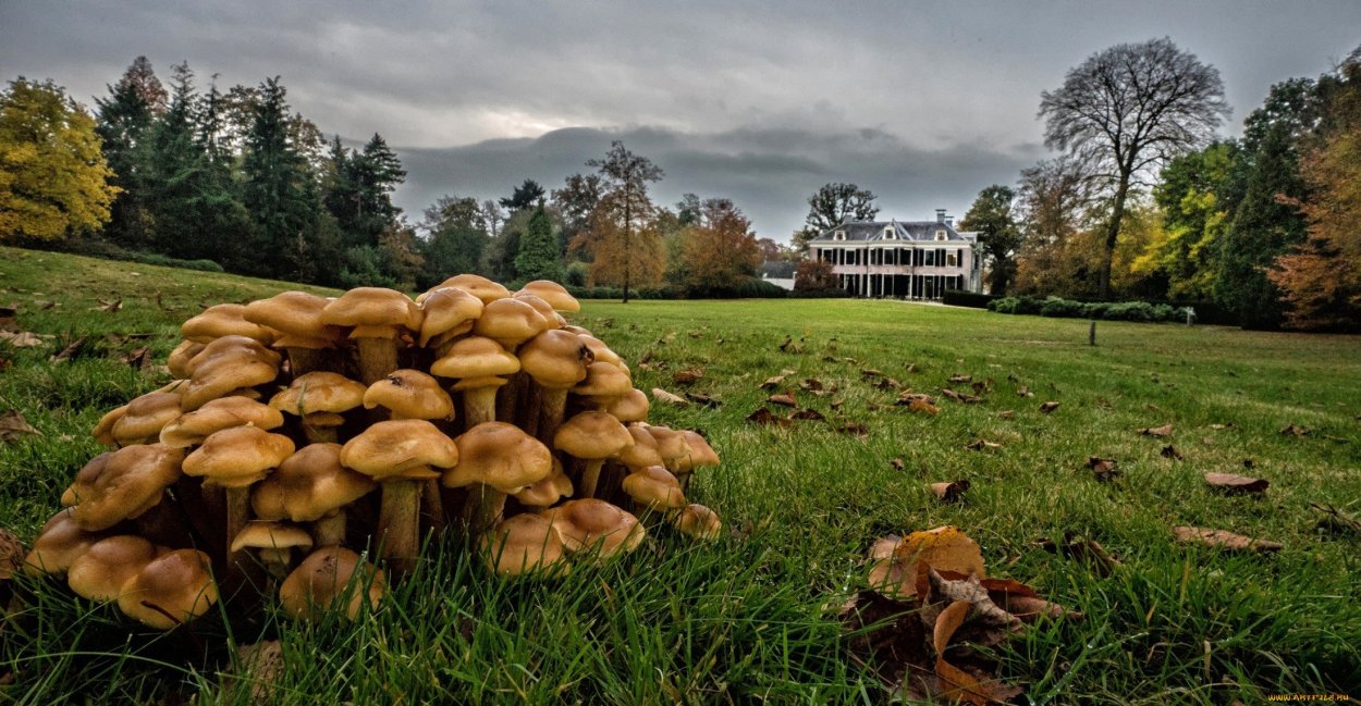 Осенние грибы на деревьях