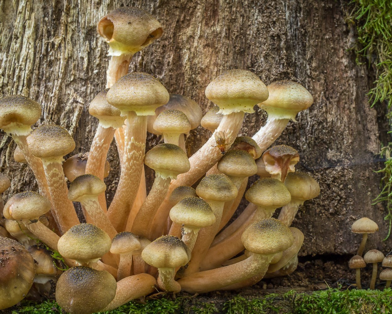 Лесные опята ложные