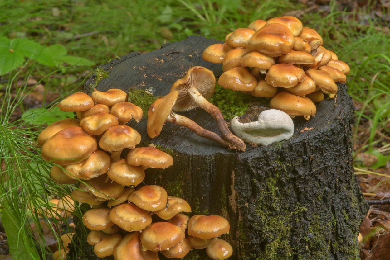 Опята Лесные пеньковые