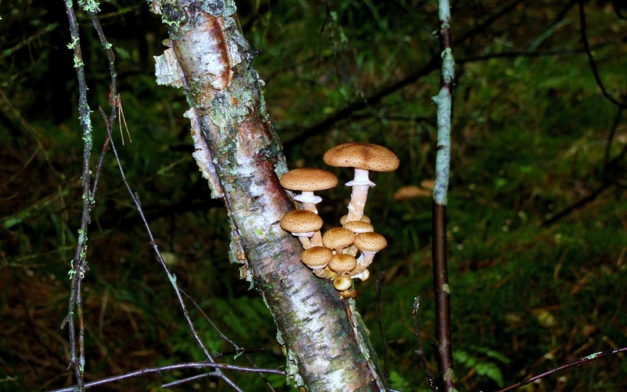 Опята грибы на дереве