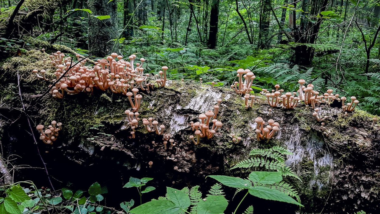 Армиллярия (Armillaria ostoyae)