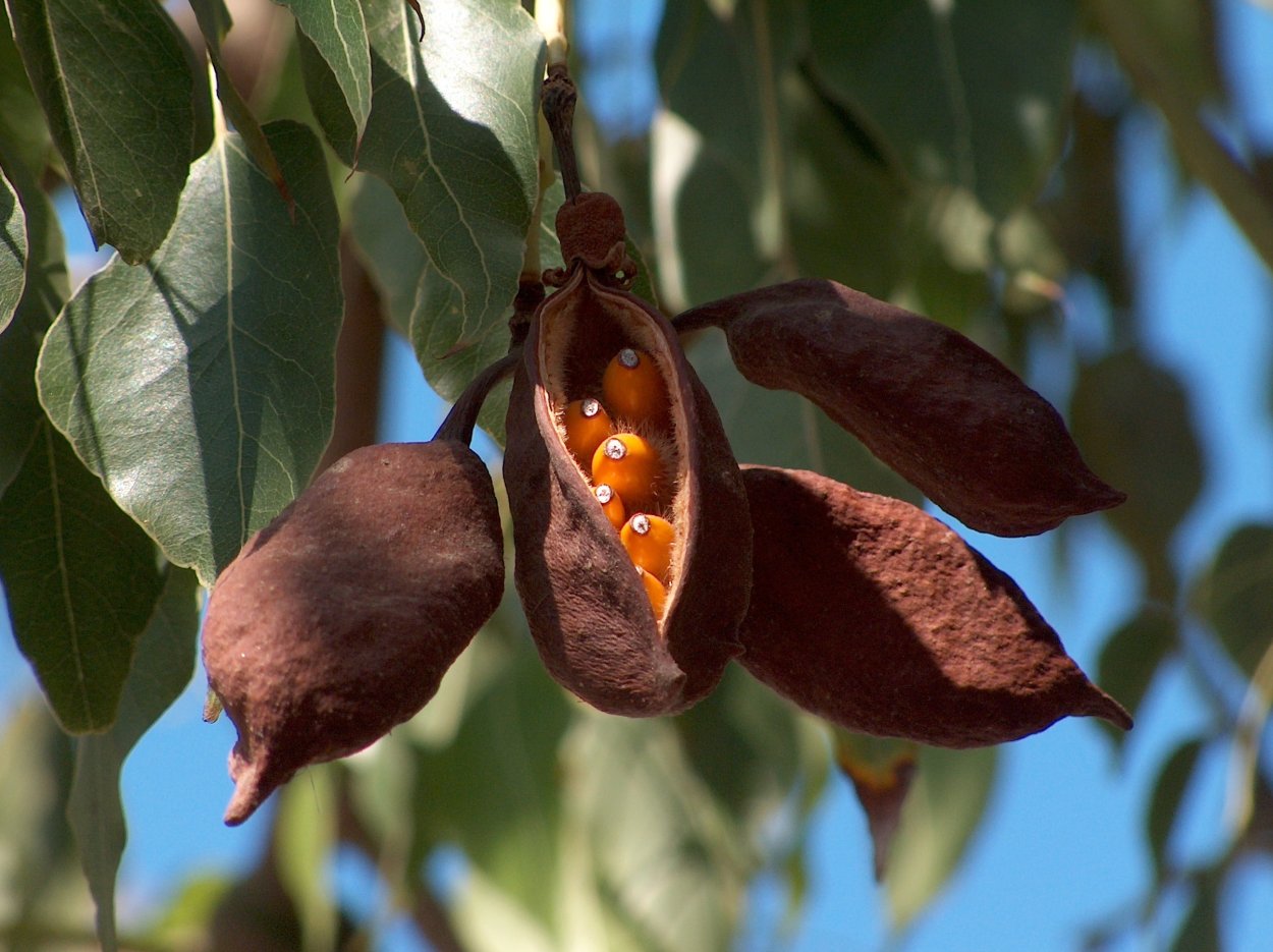 Brachychiton populneus