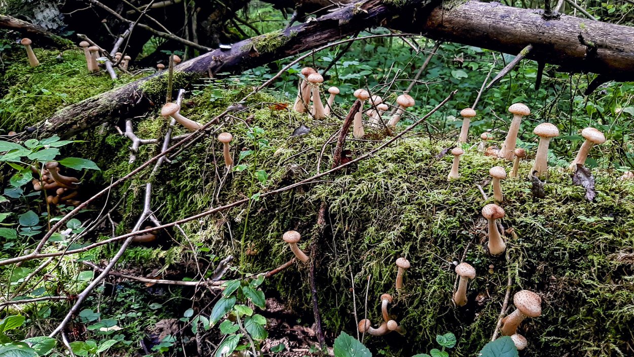 Грибы на пнях