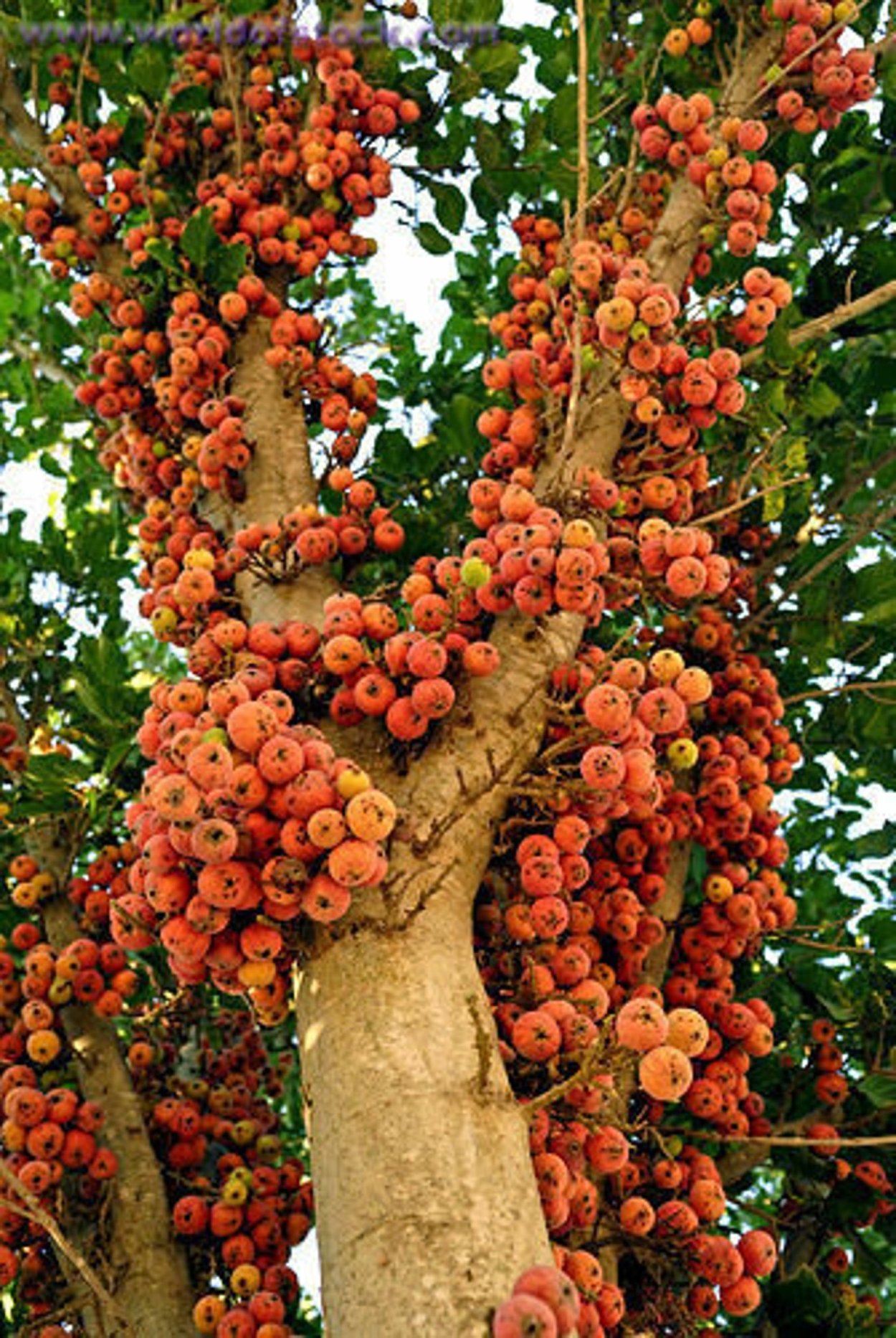 Манго Tree ripe