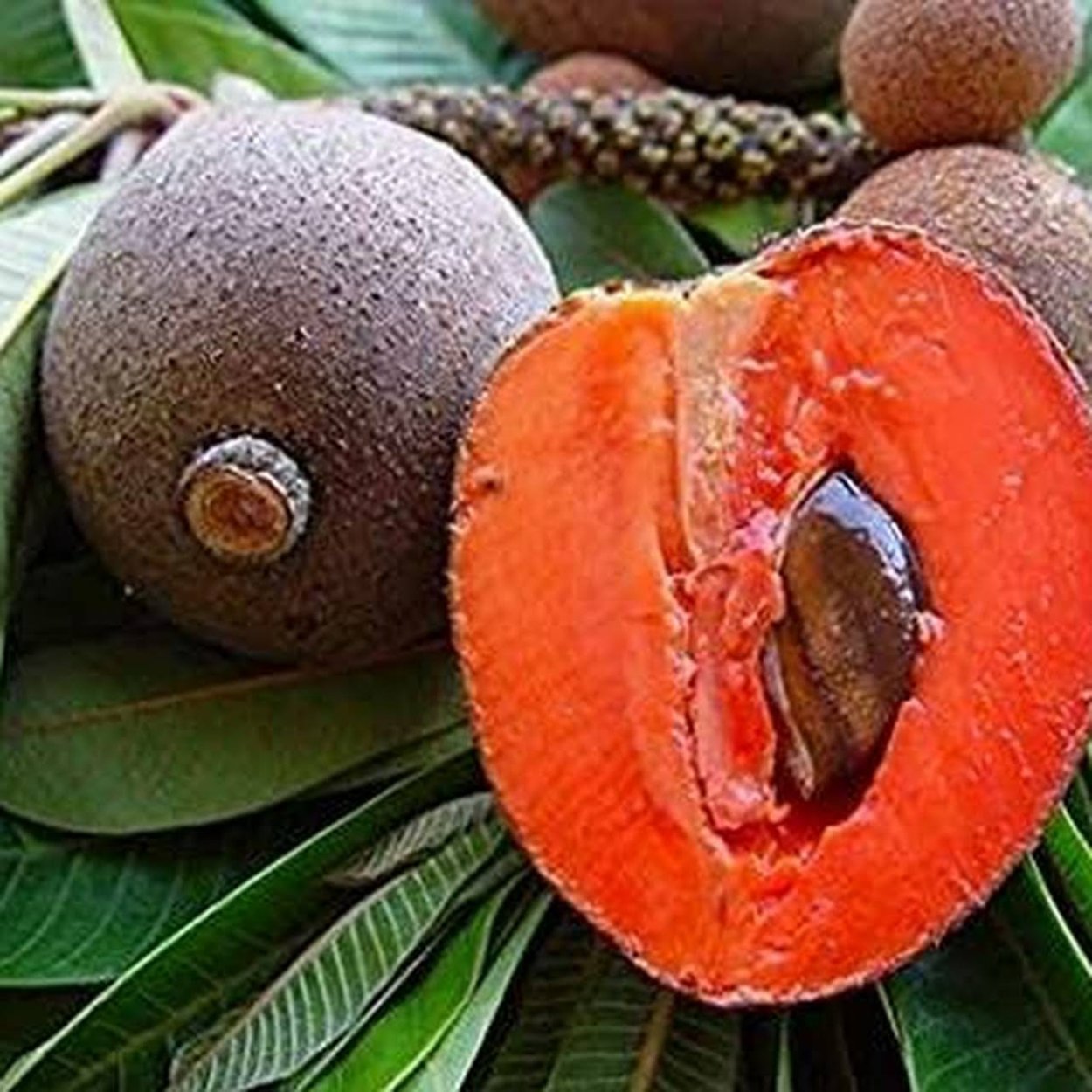 Жожоба Зизифус