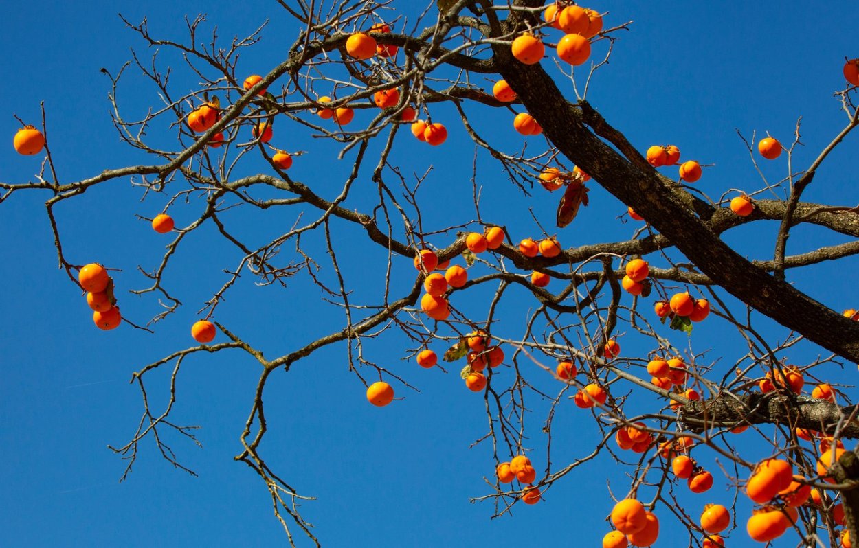 Шоколадные деревья в Бразилии