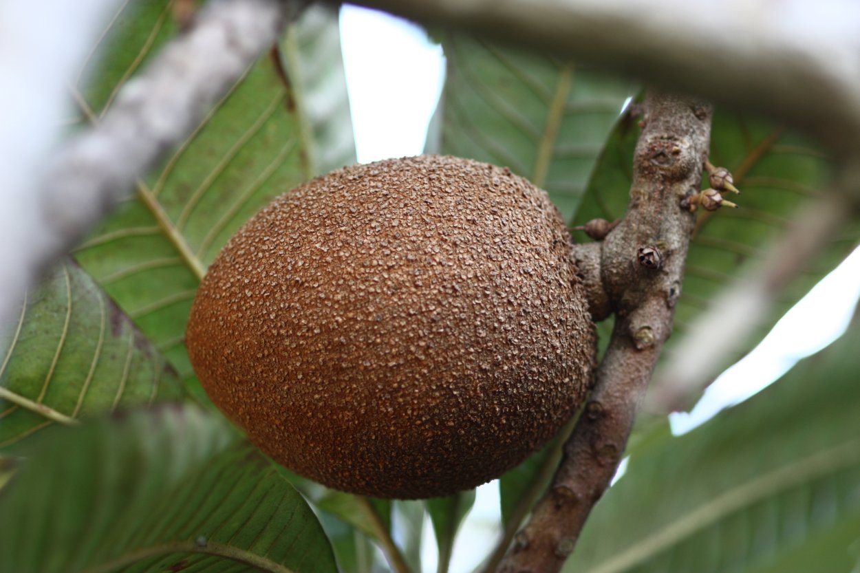 Каштан съедобный цветы