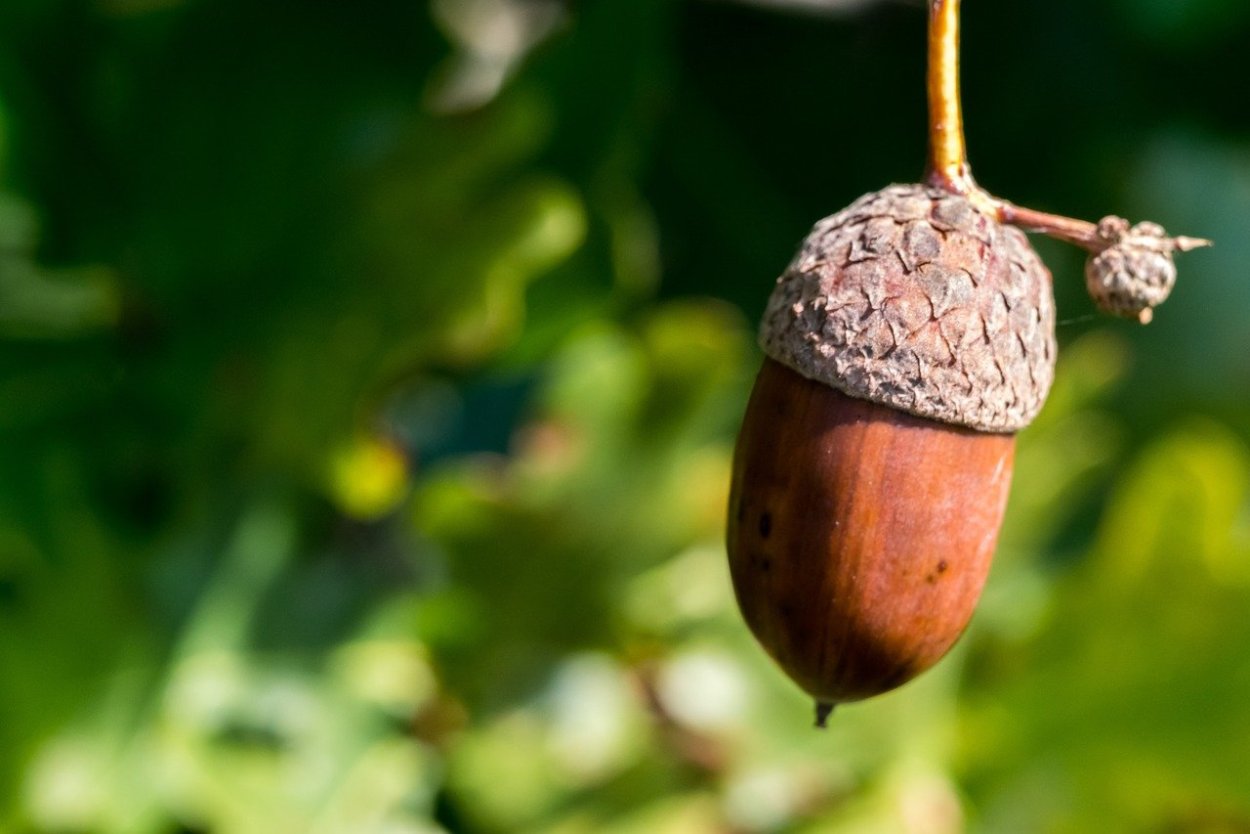 Каштан плод Желудь