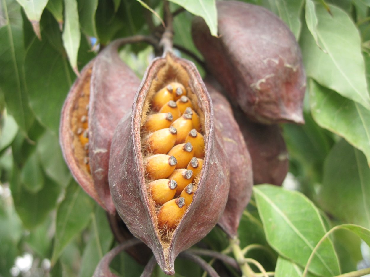 Брахихитон разнолистный дерево