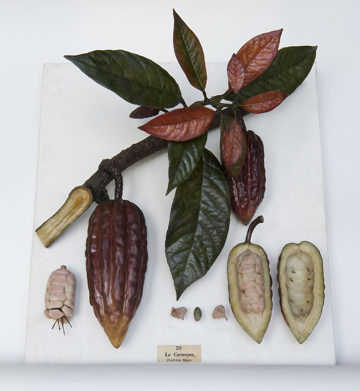 Конский каштан обыкновенный плод