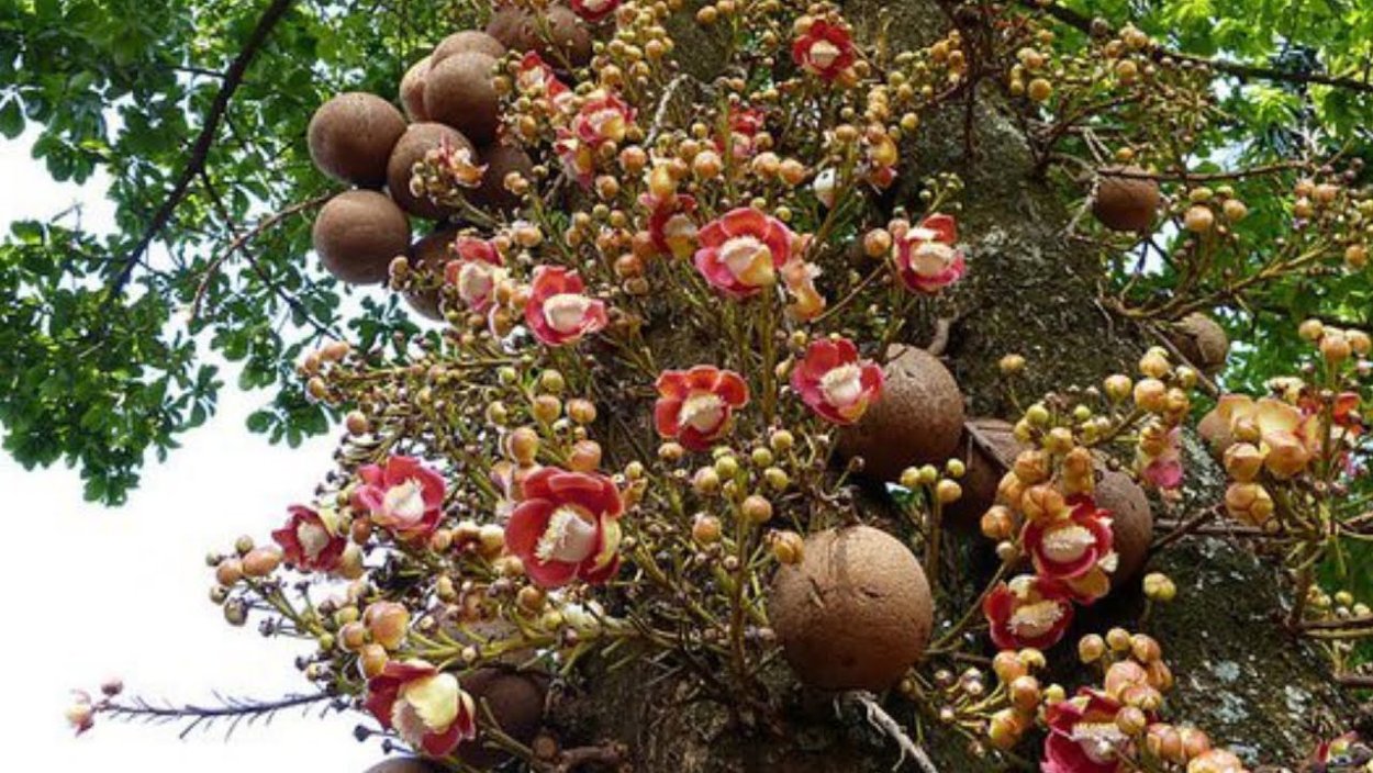 Павловния дерево семена