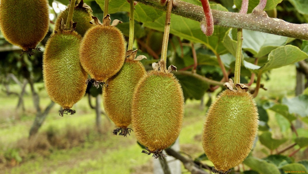 Мушмула Германская