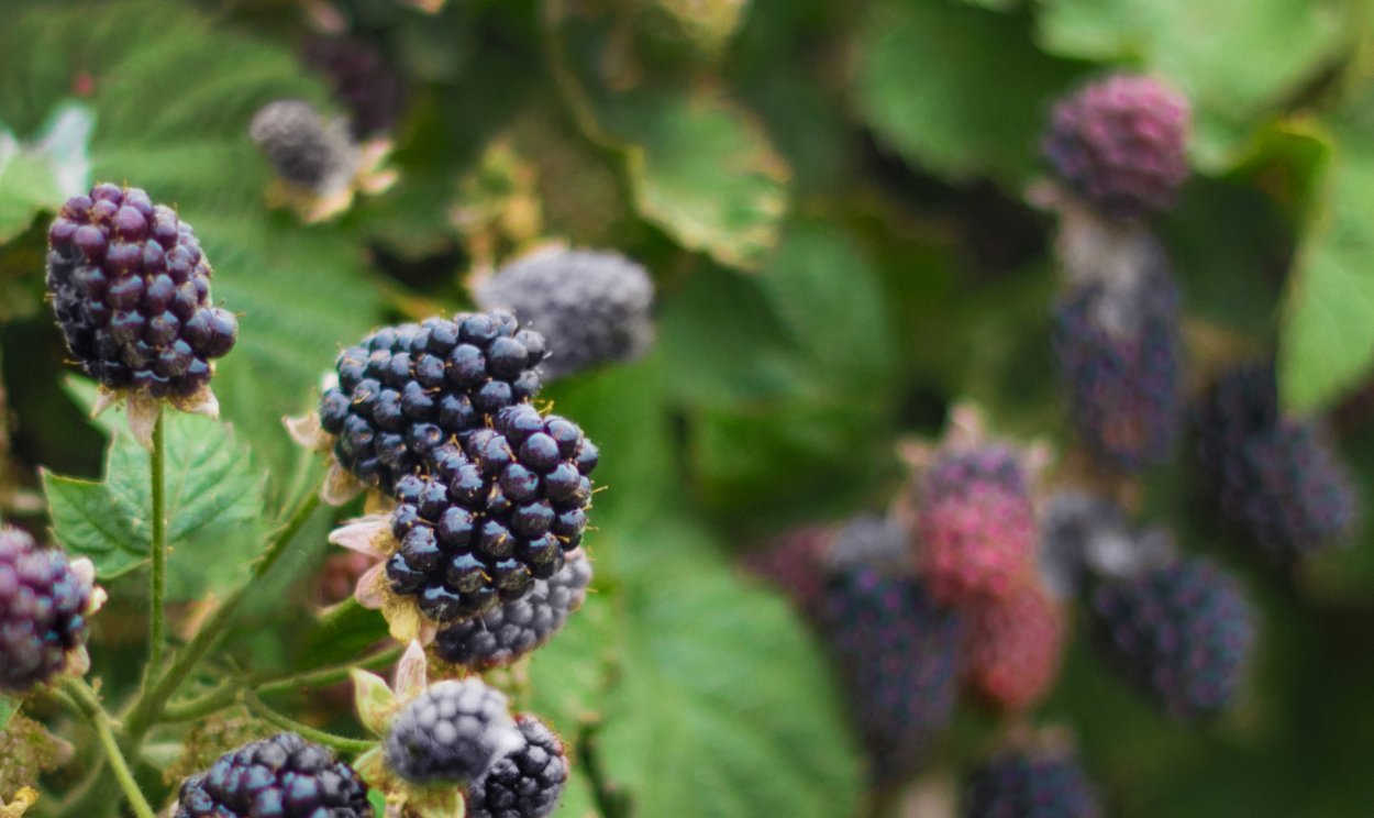 Марионберри ежемалина