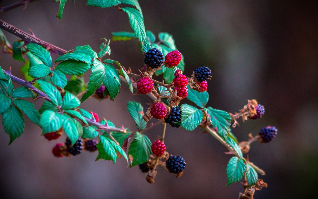 Малина и ежевика
