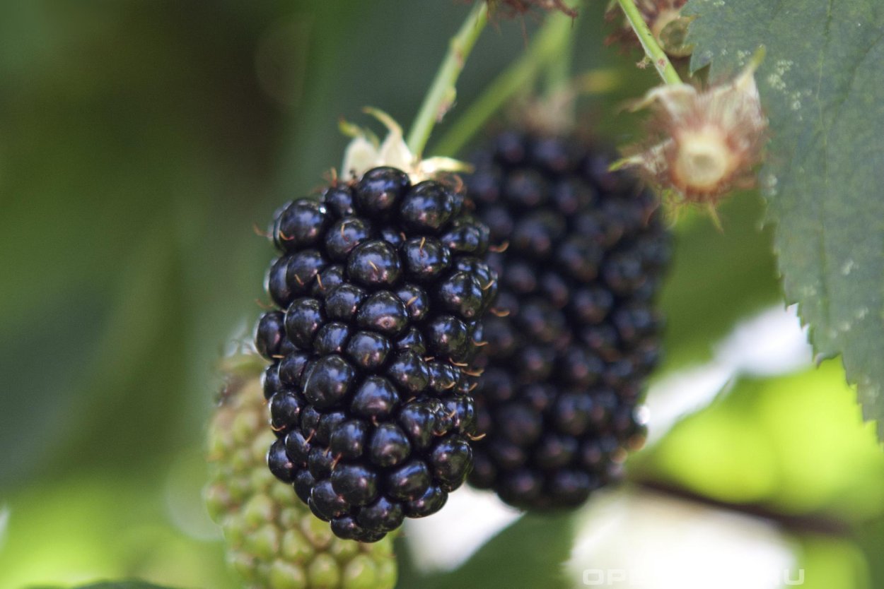 Ежевика Прайм АРК трев