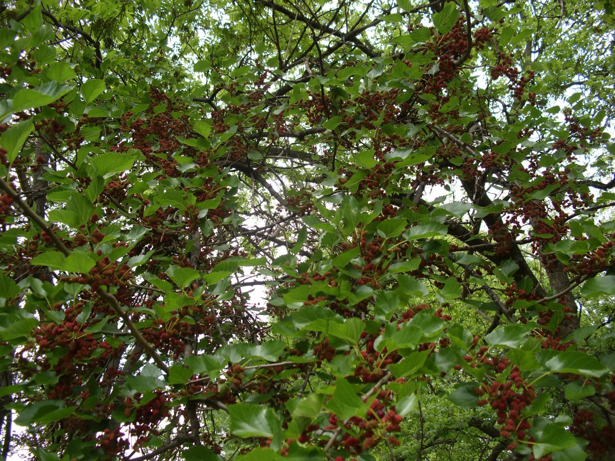 Ежевика куст или дерево