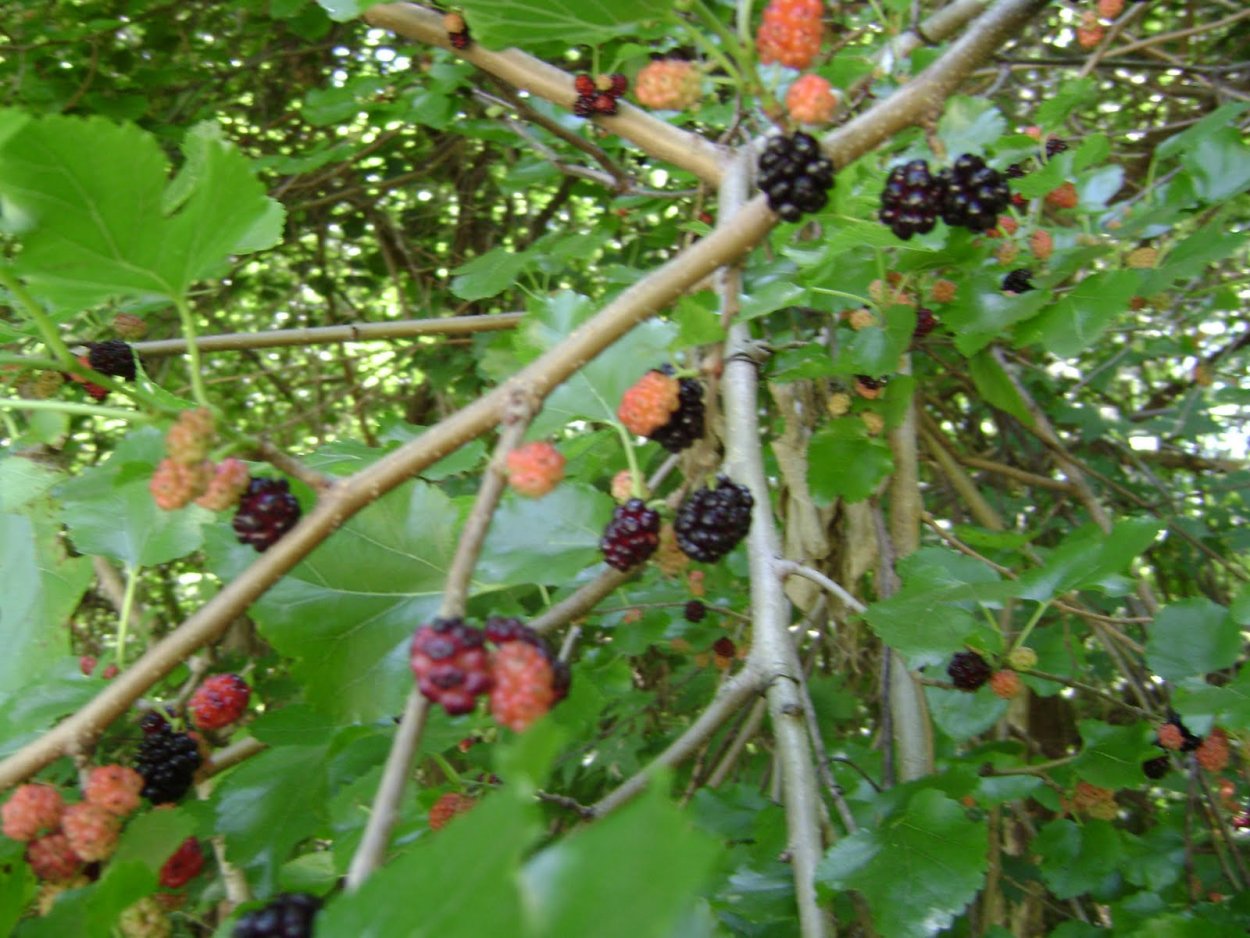 Ежевика Кавказская дерево