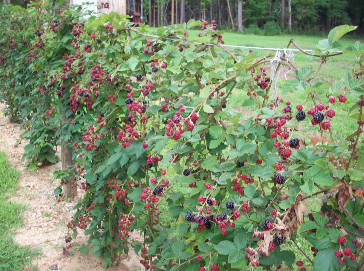Ежевика штамбовая
