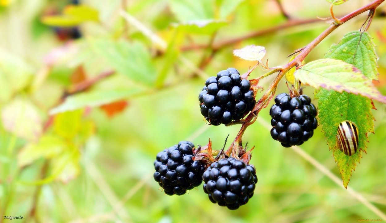 Ежевика куст