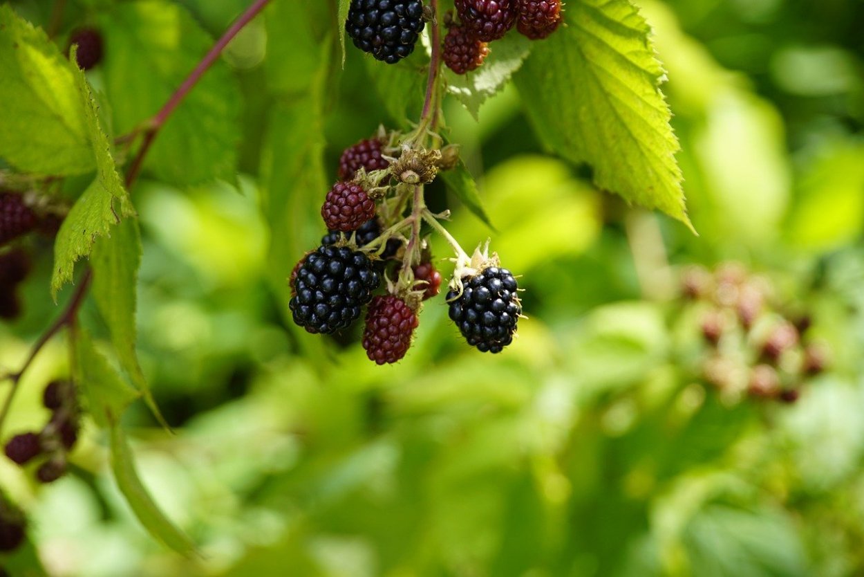 Лесная ежевика