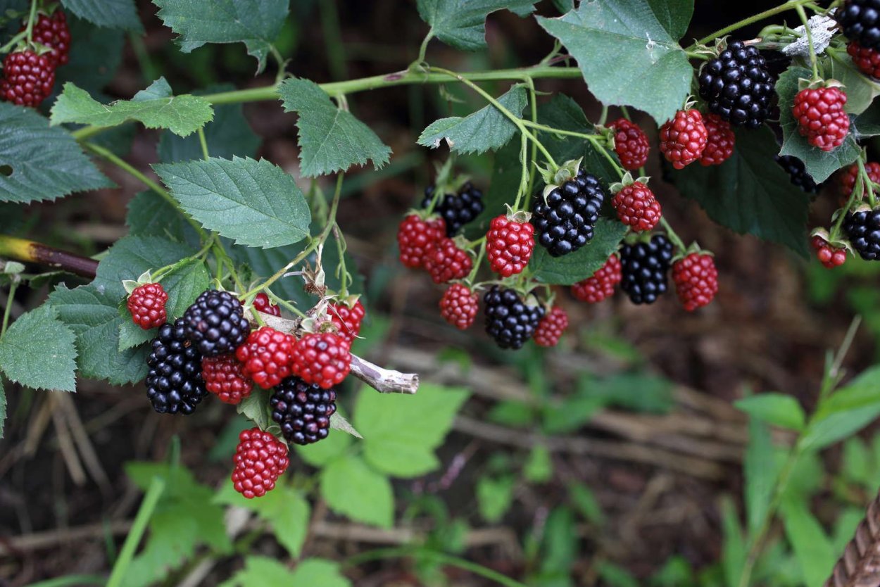 BLACKBERRY Bush