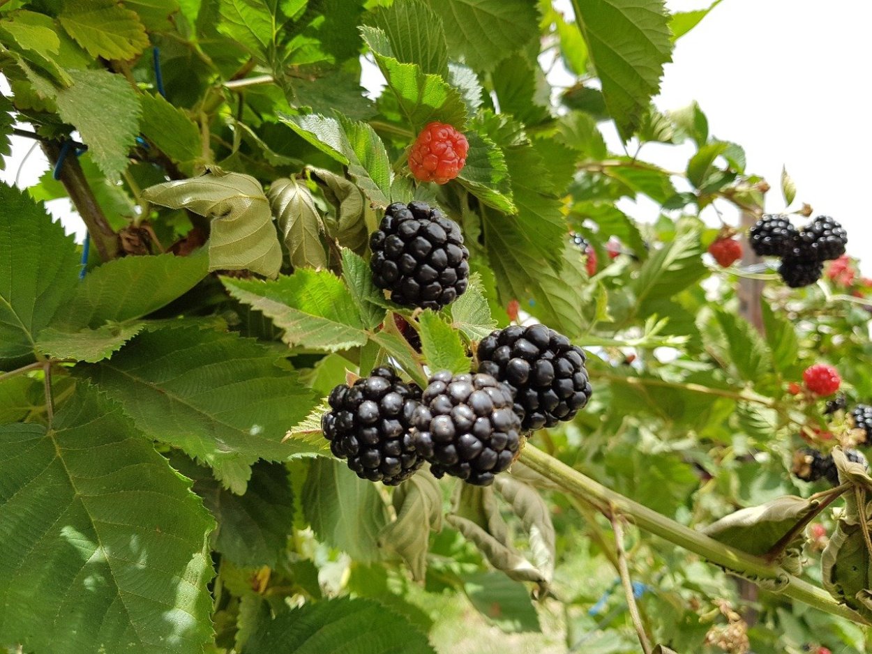 Ежевика Осейдж куст