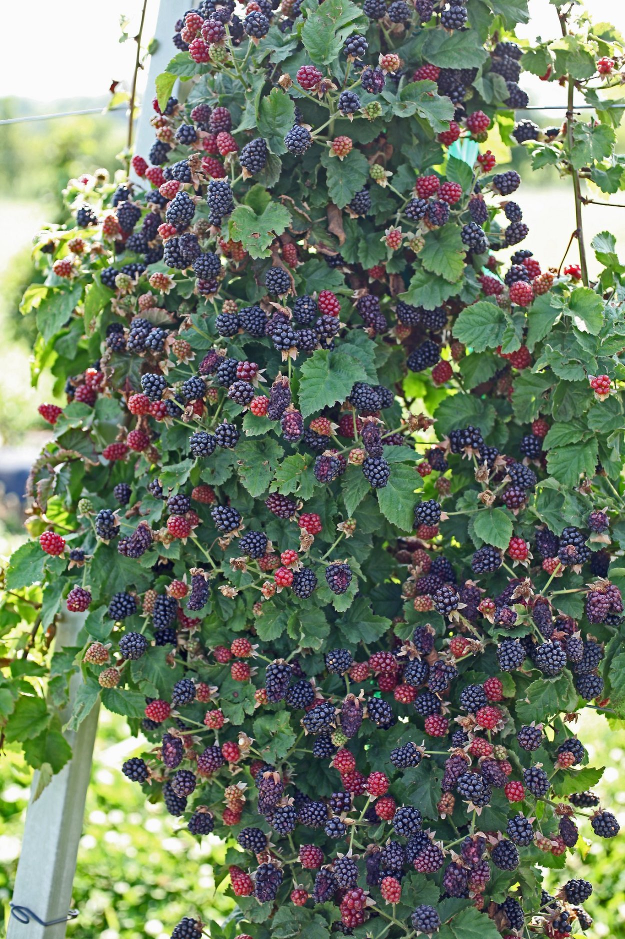 Ежевичное дерево