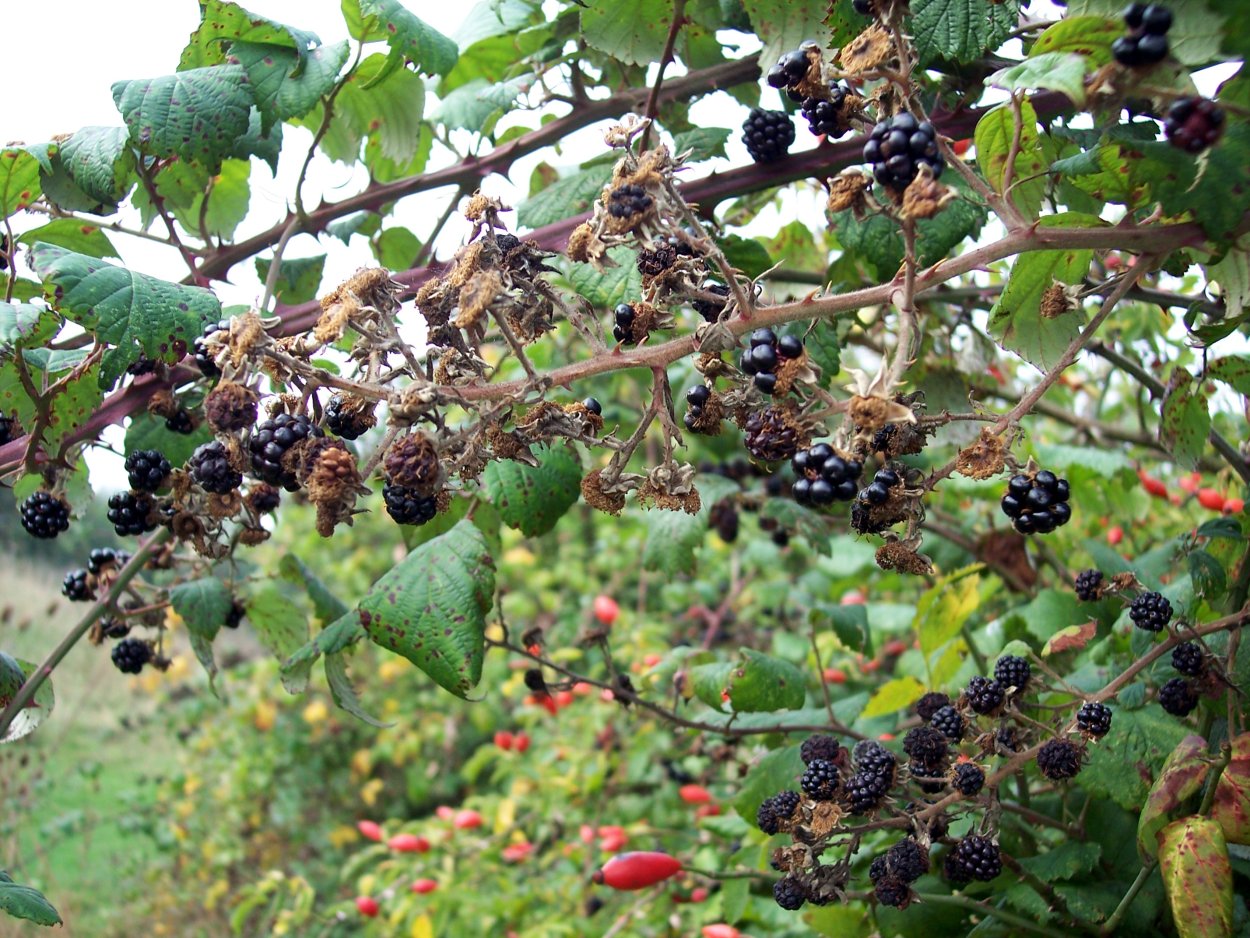 Ежевика куст или дерево