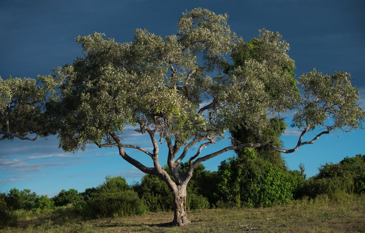 Манцинелла дерево