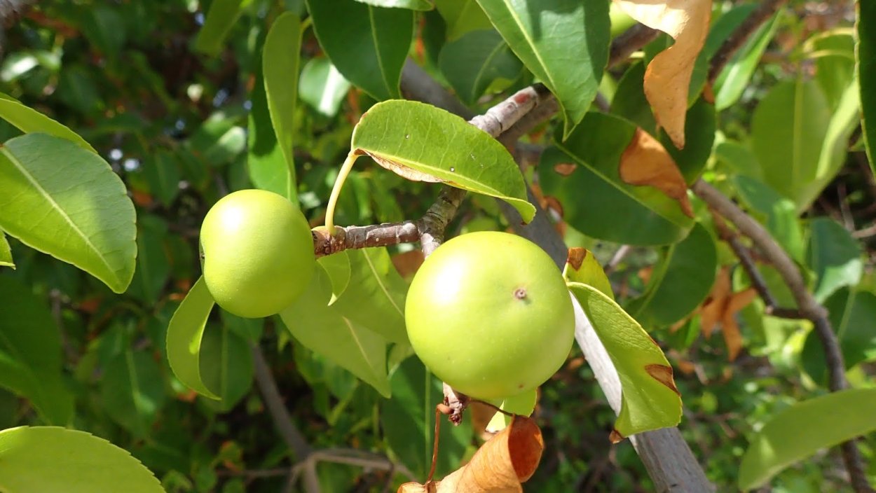 Манцинелла дерево