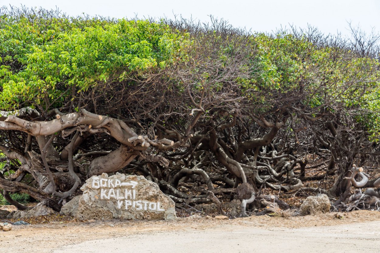 Ядовитое дерево на Кюрасао