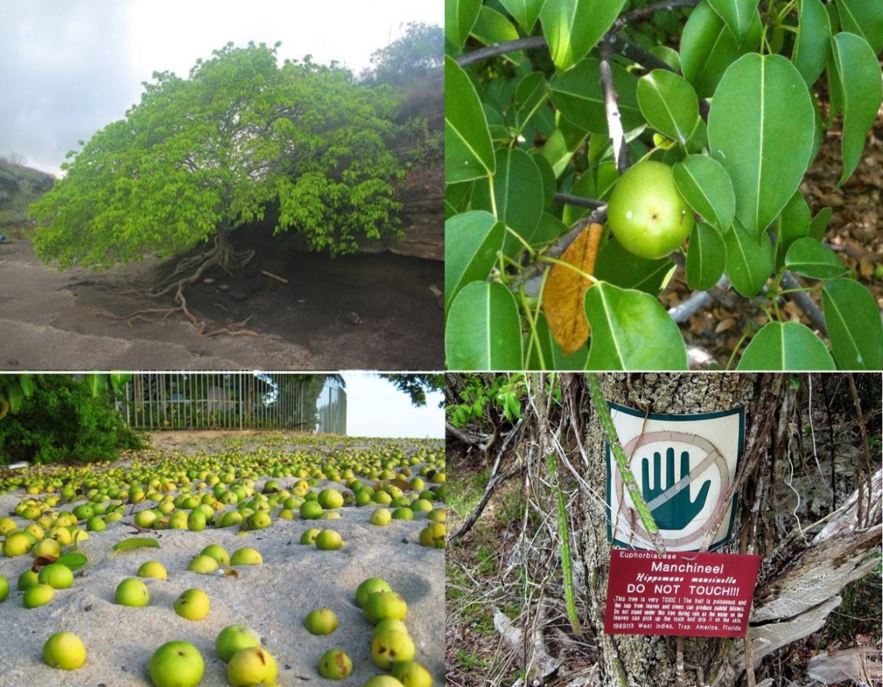 Манцинелла интересные факты