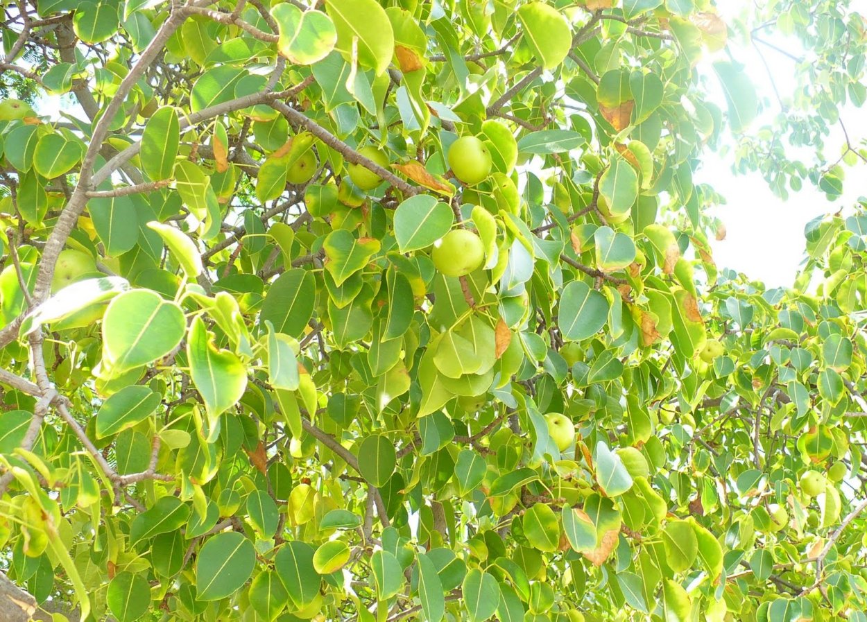 Дерево смерти манцинелла