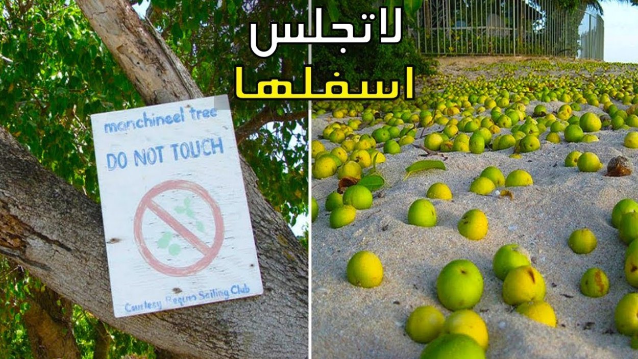 Манцинелловое яблоко