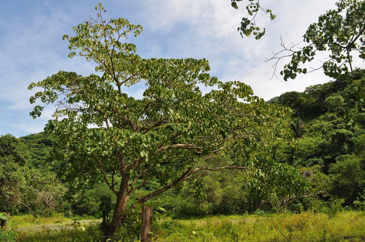 Анчар ядовитый