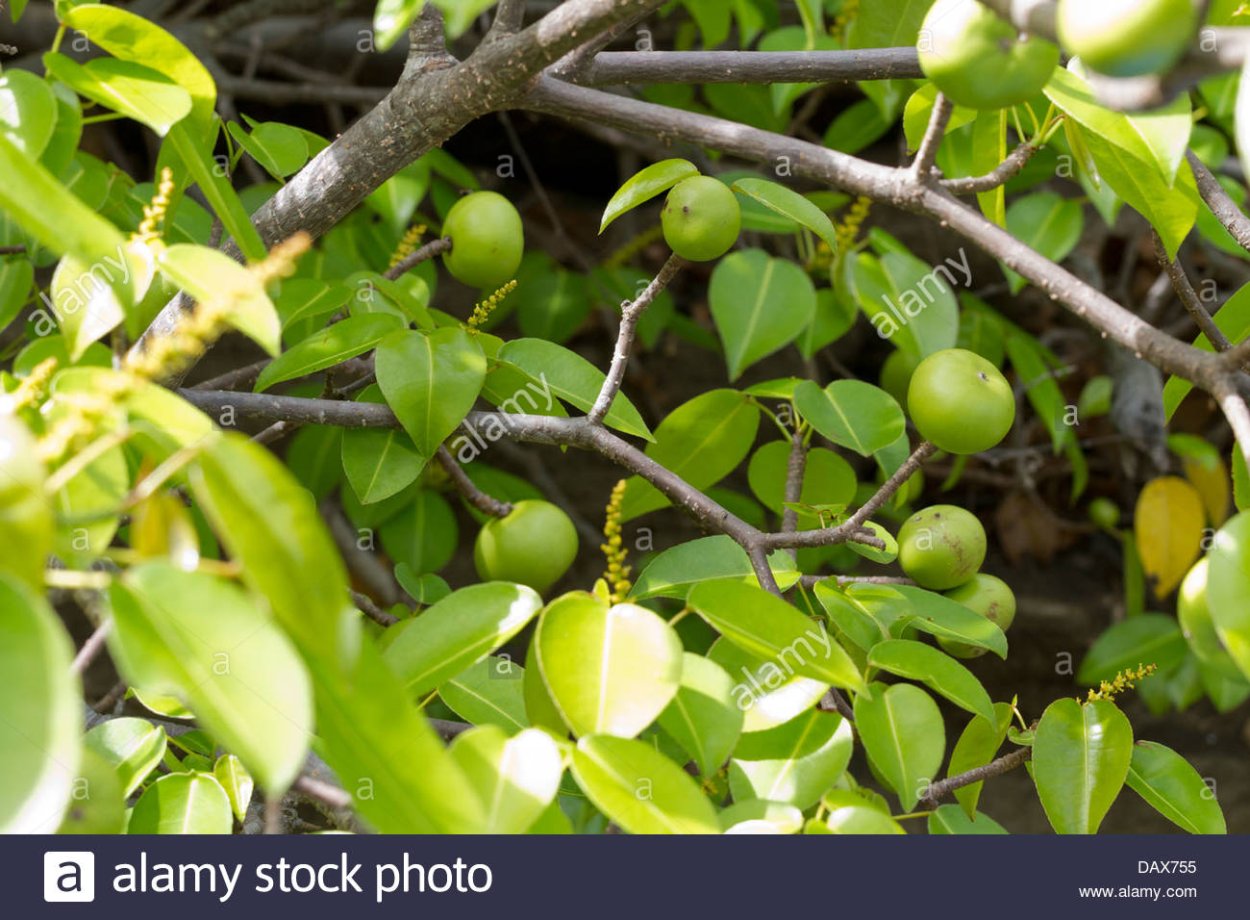 Манцинелла ядовитое дерево