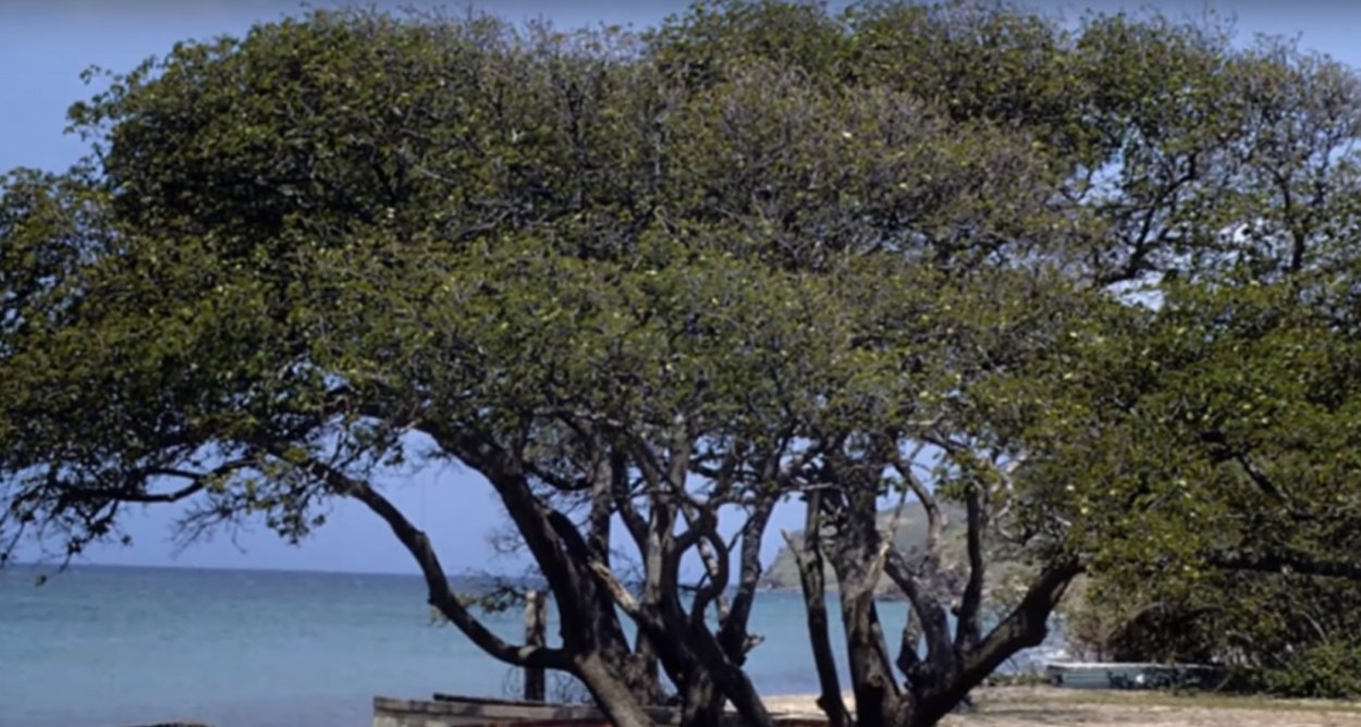 Манцинелла ядовитое дерево