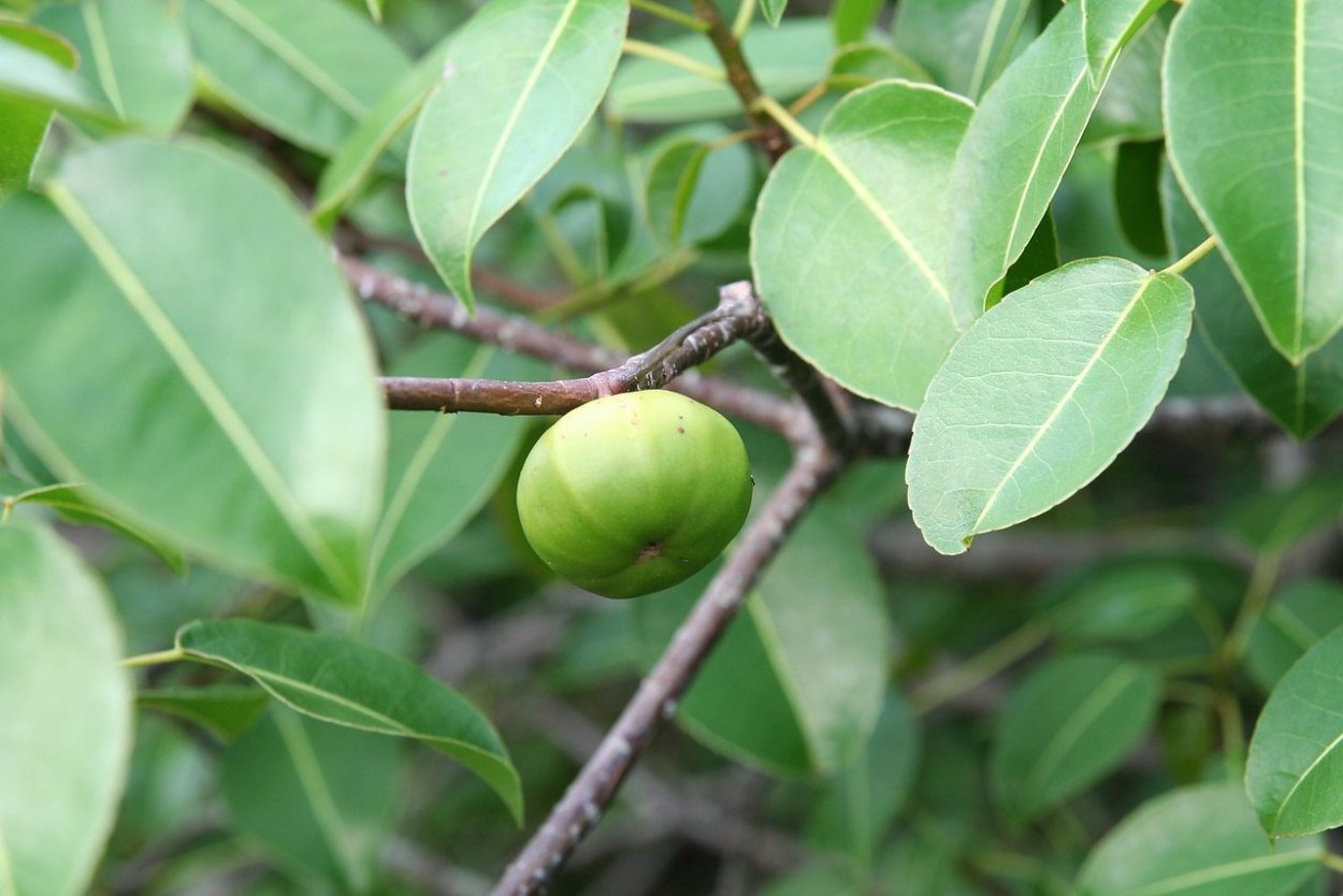 Манцинелловое дерево (манцинелла)