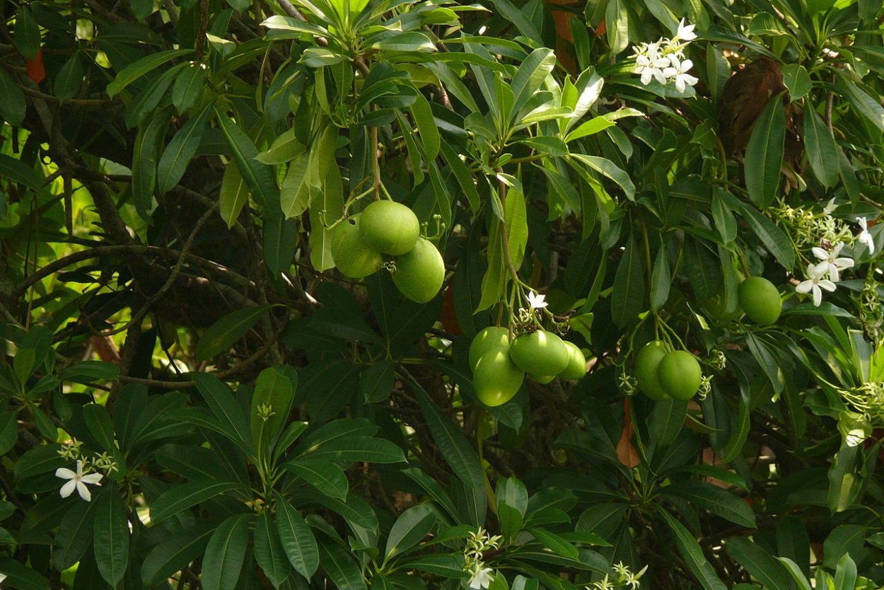 Cerbera odollam плоды